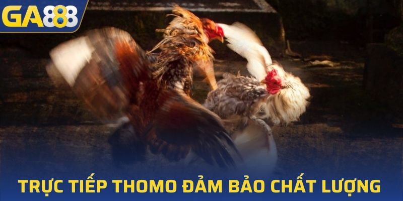 Trực tiếp Thomo đảm bảo chất lượng 